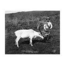 Reindeer & Eskimo Alaska 1920 posters