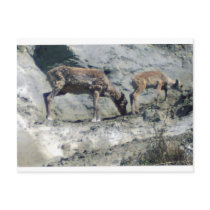 REINDEER fawn postcards