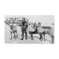 Reindeer Herd Alaska 1909 posters