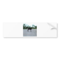 reindeer IN KOTZ AK bumper stickers by kotzradio reindeer IN KOTZ AK bumper stickers