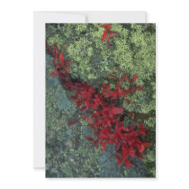 Reindeer lichen and blueberry leaves, Quebec, Cana Invite