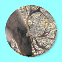 Reindeer magnets by Artists4God Reindeer magnets