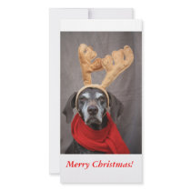Reindeer Pointer Photo Greeting Card