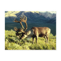 Reindeer Postcard