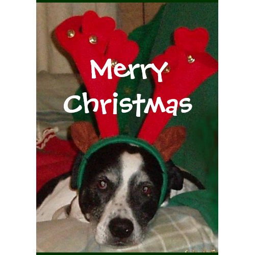 Reindeer Rio Card card