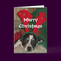 Reindeer Rio Card by naturegirl7 Reindeer Rio Card