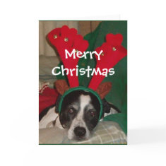 Reindeer Rio Card card