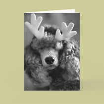Reindoodle Holiday Card II
