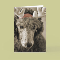Reindoodle Holiday Card III