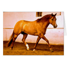 Reining Stallion Greeting Card