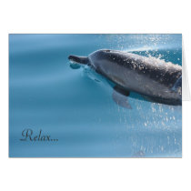 Relax Dolphin cards