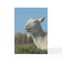 relaxed goat cards by heysje relaxed goat cards