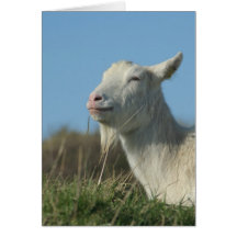 relaxed goat greeting cards