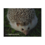relaxed hedgehog postcard
