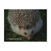 relaxed hedgehog postcard by hedgehogworld relaxed hedgehog postcard