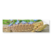 Relaxing Bearded Dragon Bumper Sticker