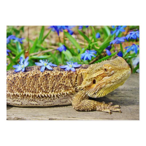 Relaxing Bearded Dragon Business Cards (front side)