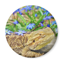 Relaxing Bearded Dragon Magnet