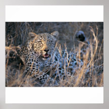 Relaxing Cheetah Poster