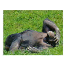 Relaxing Chimpanzee - Postcard