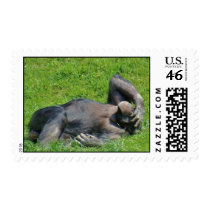 Relaxing Chimpanzee - Stamp