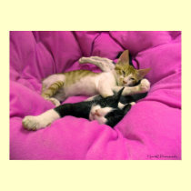 Relaxing cute  baby kitten on pink pillow posters