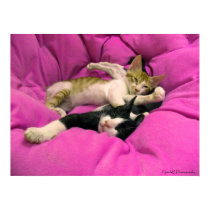Relaxing cute  baby kitten on pink pillow posters