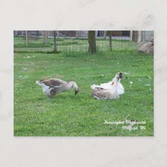 Relaxing Ducks Postcard postcard