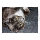 Relaxing Kitty Card