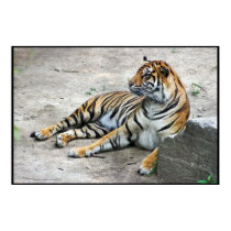 Relaxing Tiger posters