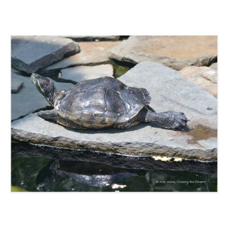 relaxing turtle post card