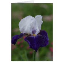 Religious Birthday Cards -- Purple Iris