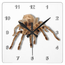 Reloj de pared llano del Tarantula