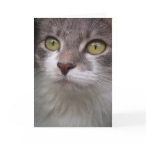 Rema Greeting Card 002 by phantompanther Rema Greeting Card 002