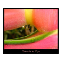 Remember the Magic Heliconia Poster Print