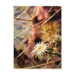remnant postcards