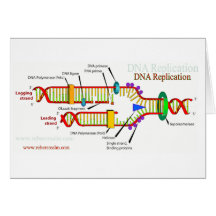 Réplica de la DNA Tarjetón
