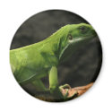 reptile merchandise magnets by denvercris reptile merchandise magnets