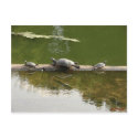 reptile merchandise postcards by denvercris reptile merchandise postcards