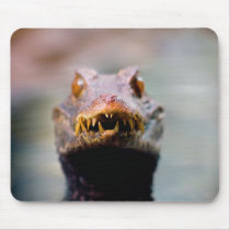 reptile mousepads by davidalmeda reptile mousepads