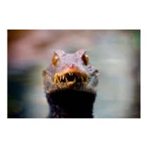 reptile posters