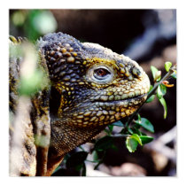 Reptile posters