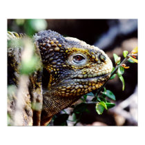 Reptile posters