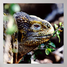 Reptile Poster