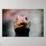 reptile posters