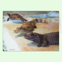 Reptiles cards
