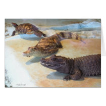 Reptiles cards