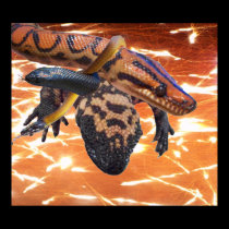 Reptiles posters