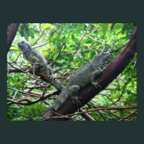 Reptilian Repose posters