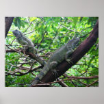 Reptilian Repose Print
